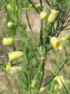 Asparagus officinalis